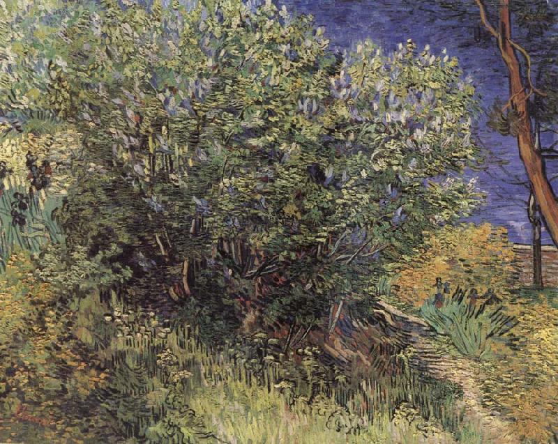Vincent Van Gogh The Bush China oil painting art
